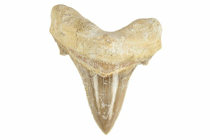 Serrated Sokolovi (Auriculatus) Shark Tooth - Dakhla, Morocco #249408